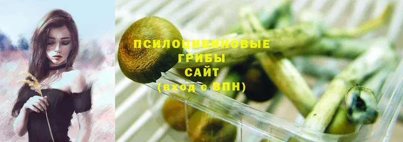 kraken вход  купить  сайты  Бузулук  Псилоцибиновые грибы Psilocybine cubensis 